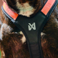 Non-stop dogwear Rush Harness Brustgeschirr Zuggeschirr Türkis Größe 4