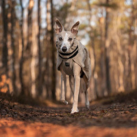 Non-stop Dogwear Wool Dog Jacket Wolljacke Pullover Merinowolle