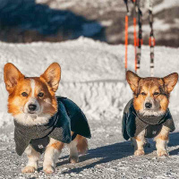 Non-stop Dogwear Wool Dog Jacket Wolljacke Pullover Merinowolle Größe 45 dark teal anthrazit