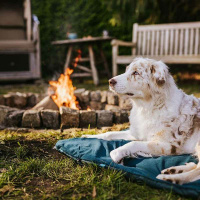 Non-stop dogwear Trekking Campingmatte Hundebett Dark teal- türkis L