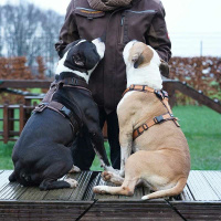 AnnyX Brustgeschirr Open Fun Gesamtübersicht