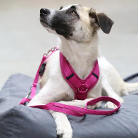 AnnyX Brustgeschirr Open Fun Pink-sonnenhut XS