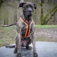 AnnyX Brustgeschirr Protect Gesamtübersicht