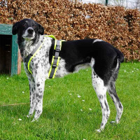 AnnyX Brustgeschirr Protect Gesamtübersicht