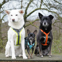 AnnyX Brustgeschirr Protect Leuchtorange-braun XXS Steg lang 19,5cm