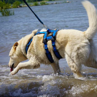 AnnyX Sicherheitsgeschirr Safety Oliv-hellgrün M