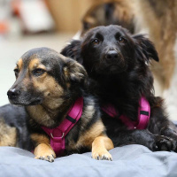 AnnyX Sicherheitsgeschirr Safety Lavendel L