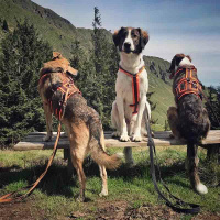 AnnyX Sicherheitsgeschirr Safety Protect Leuchtorange-braun XXS