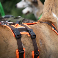 AnnyX Sicherheitsgeschirr Safety Protect Leuchtorange-braun S