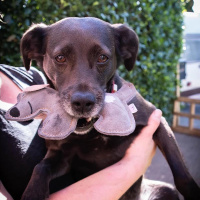 Doggy Doodles süßes Kuscheltier aus hochwertigem Rindsleder dunkelgrau Esel