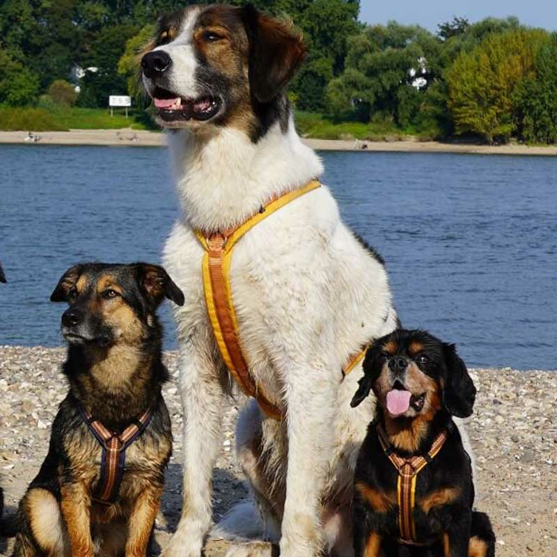 AnnyX Brustgeschirr Hundegeschirr FUN goldglöckchen L Steg kurz 30cm