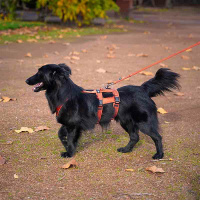 AnnyX Führleine verstellbar Bolt FUN Gesamtübersicht