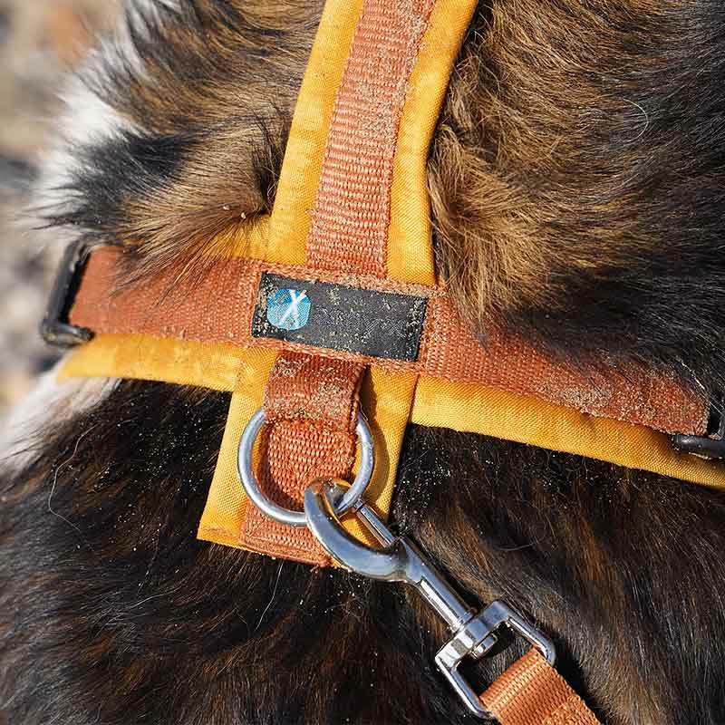 AnnyX Führleine verstellbar Bolt FUN goldglöckchen Middle