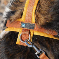 AnnyX Führleine verstellbar Bolt FUN goldglöckchen Middle