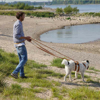 AnnyX Führleine verstellbar Safety FUN 20 mm | vollgepolstert Goldglöckchen