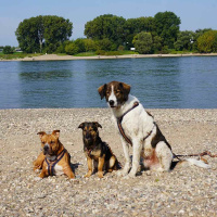 AnnyX Brustgeschirr Hundegeschirr Fun Limited Edition...