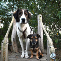 AnnyX Brustgeschirr Hundegeschirr Fun Limited Edition...