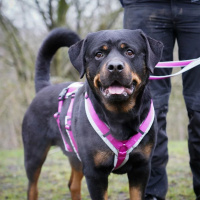 AnnyX Sicherheitsgeschirr Safety Goldglöckchen M