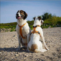 AnnyX Brustgeschirr Open Fun Goldglöckchen M