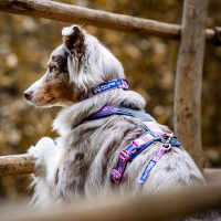 Non-stop dogwear Line Harness Brustgeschirr Rachel Pohl Edition Lila-rosa Größe 1