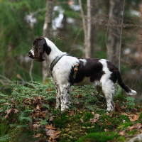 Non-stop dogwear Line Harness Brustgeschirr Rachel Pohl Edition Lila-rosa Größe 1