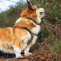 Non-stop dogwear Halsband Trail quest collar Rachel Pohl Edition Türkis-eiche M 30-50cm