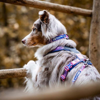 Non-stop dogwear Halsband Trail quest collar Rachel Pohl Edition Türkis-eiche L 40-65cm