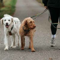 Non-stop dogwear Leine Trail quest leash Rachel Pohl Edition Türkis-eiche 2m - 15mm breit