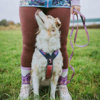 Non-stop dogwear Leine Trail quest leash Rachel Pohl Edition Türkis-eiche 2m - 15mm breit