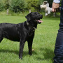 Country Dog Kuscheltier aus 100% recyceltem Material