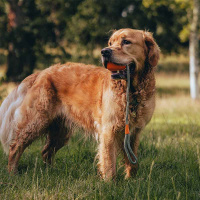 Beco Pets Slinger Ball Gelb