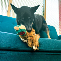 KONG Wild LOW Stuff - Realistische Plüschtiere für endlosen Spielspaß FASAN