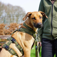 AnnyX Sicherheitsgeschirr Safety Schwarz M lang