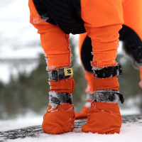 Non-stop dogwear Contact Bootie high hochgeschnittene Hundebooties 4er-Pack orange XXS 2-3cm