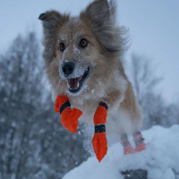 Non-stop dogwear Contact Bootie high hochgeschnittene Hundebooties 4er-Pack orange L 6-7cm