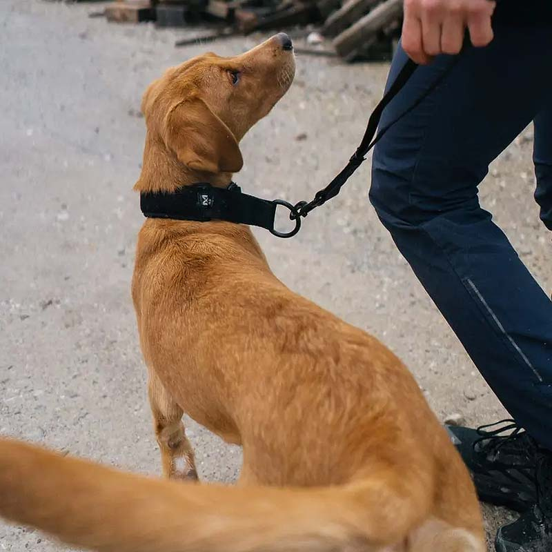 Non-stop dogwear Security strap WD Kurzführer schwarz