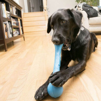 KONG SqueakStix – Extralanger Spielspaß für deinen Hund