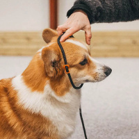 Non-stop dogwear Retriever Leine Orange 1,6m / 8mm