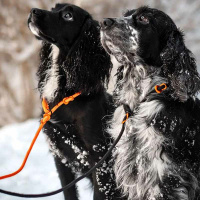 Non-stop dogwear Retriever Leine Schwarz 1,6m / 6mm