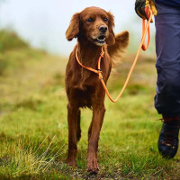 Non-stop dogwear Retriever Leine Schwarz 1,6m / 8mm