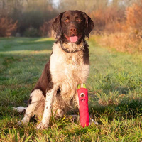 Dog Comets Invaders Wurfstöcke Kuschelieges Spielzeug Rosa M