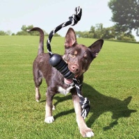 KONG Dental – Das ideale Spielzeug für Kauer M