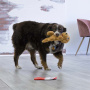 KONG Comfort Pups – Kuscheltier für deinen Hund