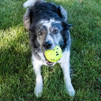 KONG Reflex Ball Apportierspielzeug L