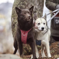 Hurtta Sicherheitsgeschirr Safeguard Geschirr ECO