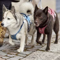 Hurtta Sicherheitsgeschirr Safeguard Geschirr ECO Ocean-blau 40-50