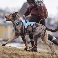 Hurtta Sicherheitsgeschirr Safeguard Geschirr ECO Ocean-blau 75-95