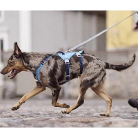 Hurtta Sicherheitsgeschirr Safeguard Geschirr ECO Blackberry-anthrazit 75-95