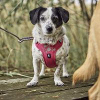 Hurtta Hundegeschirr Weekend Warrior ECO 2 Raven-schwarz 65-80