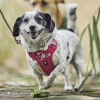 Hurtta Hundegeschirr Weekend Warrior ECO 2 Ruby-pink 45-60